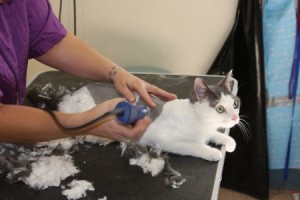 Cat grooming in Tucson Arizona