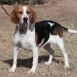 Beagle Female for Adoption in Arizona