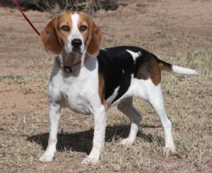 Beagle Female for Adoption in Arizona