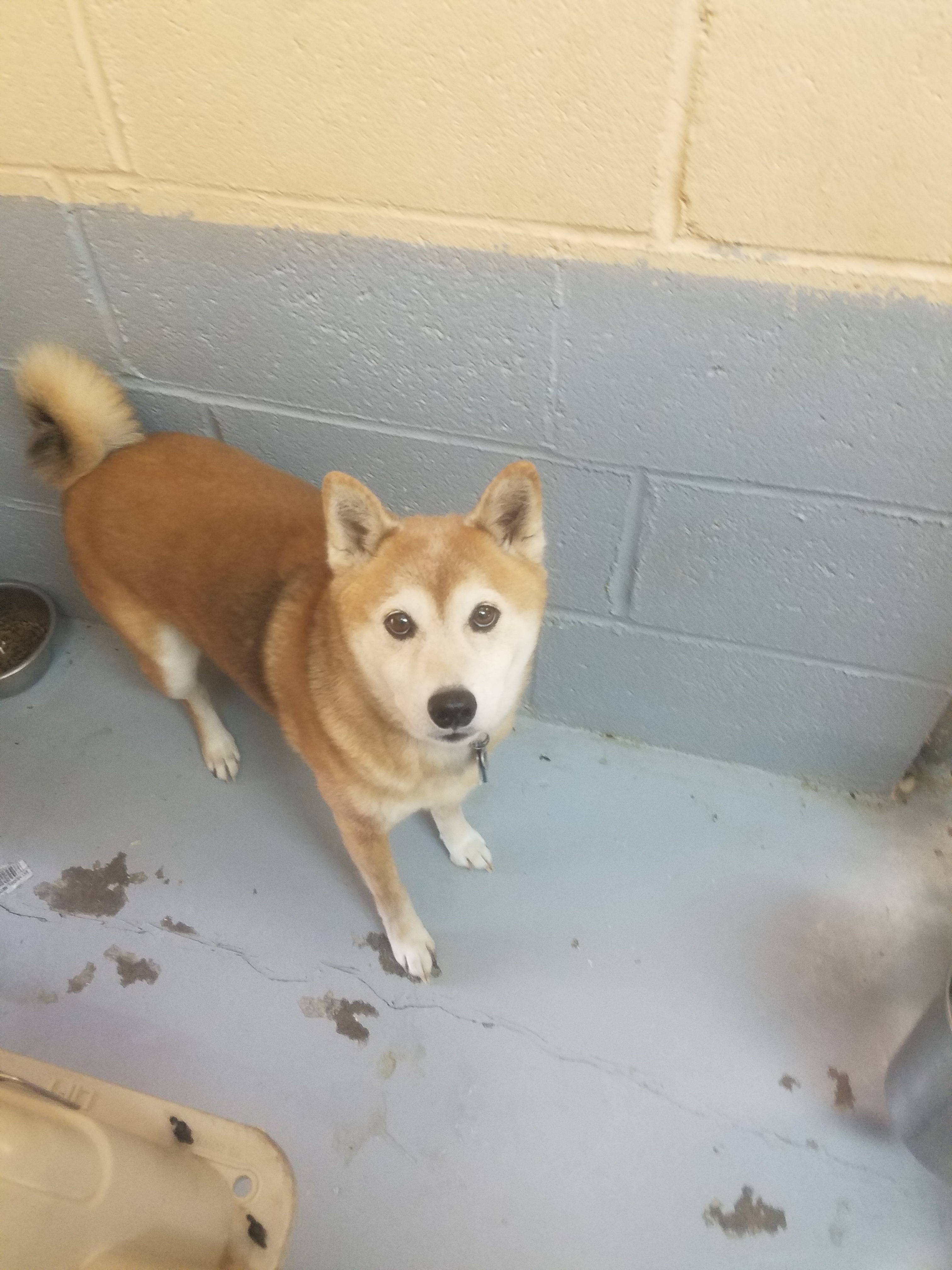 Lupe Shiba Inu Camino Verde Pet Resort Dog Cat Boarding