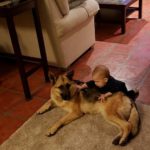 German Shepherd female adoption