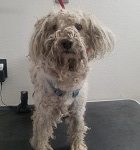 Grooming rescue Poodle