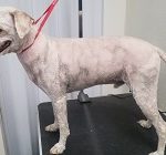 Grooming matted Poodle