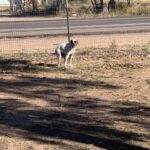 Boxer boarding Camino Verde Pet Resort