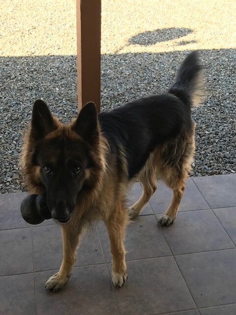 German Shepherd to good home