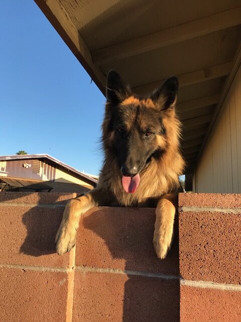 German Shepherd for adoption