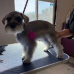 Schnauzer Grooming