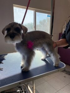 Schnauzer Grooming