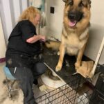 German Shepherd Grooming