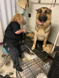 German Shepherd Grooming