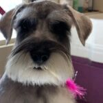 Grooming Schnauzer Face