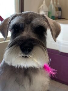 Grooming Schnauzer Face