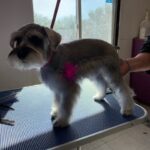 Schnauzer Grooming