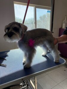 Schnauzer Grooming