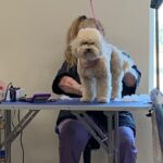 Grooming a Poodle