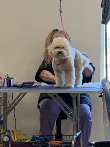 Grooming a Poodle