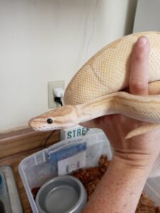 Python boarding snake in Tucson camino verde pet resort