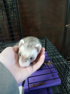 Ferret Boarding in Tucson Camino Verde Pet Resort