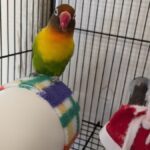 Little Love Bird boarding frequently at Camino Verde Pet Resort in Tucson