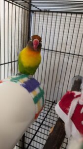 Little Love Bird boarding frequently at Camino Verde Pet Resort in Tucson