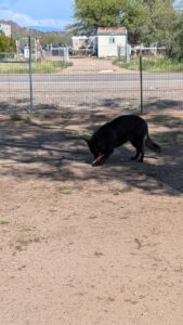 Long coat German Shepherd female boarding at Camino Verde Pet Resort