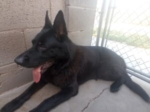 German Shepherd solid black boarding Tucson AZ