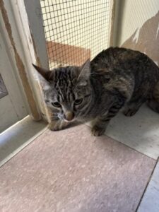 Boarding Cat for the first time at camino Verde Pet Resort